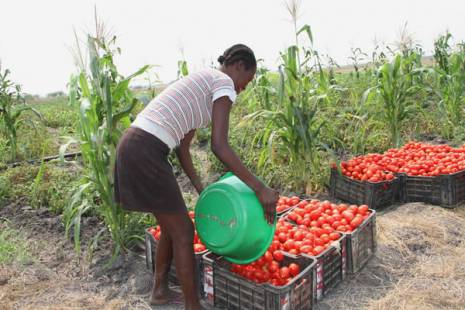 Agricultura familiar lidera produção em Angola com 91,5% das explorações – Governo