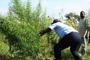 Empresário acusado de transformar campo agrícola em cultivo de Liamba