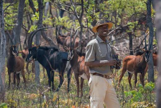 EUA disponibiliza quase 624 mil dólares para formar quadros angolanos na defesa da vida selvagem