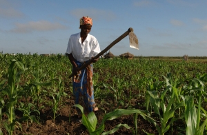 Agricultura ainda é feita à mão em 98% dos terrenos de cultivo em Angola
