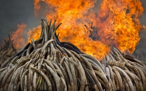 Angola queimou quase um milhão de euros em marfim apreendido desde 2016