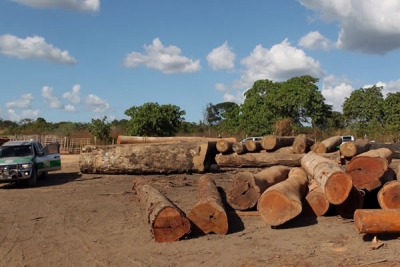 Ministério pode confiscar licenças de exploração em posse de madeireiros