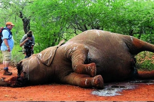 Caça furtiva é a principal ameaça ao elefante em Angola - ministra do Ambiente