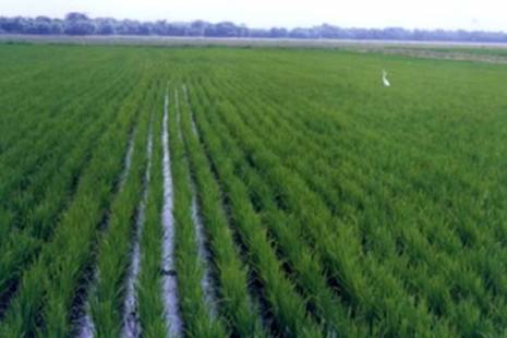 Grupo chinês está a negociar concessão de 30 mil hectares em Angola para cultivo de arroz