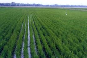 Grupo chinês está a negociar concessão de 30 mil hectares em Angola para cultivo de arroz