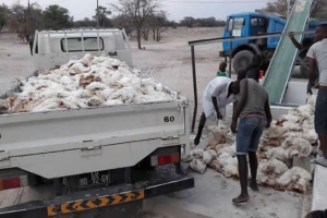 Seca no Cunene: Cerca de 16.000 galinhas mortas e 6.500 em situação de alto risco