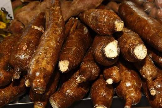 Consumo de mandioca rica em cianeto provoca casos de paralisia flácida em Malanje