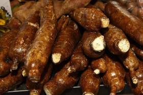 Consumo de mandioca rica em cianeto provoca casos de paralisia flácida em Malanje