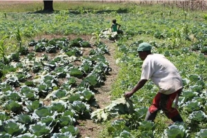 Governo angolano vai privatizar fazendas agrícolas estatais