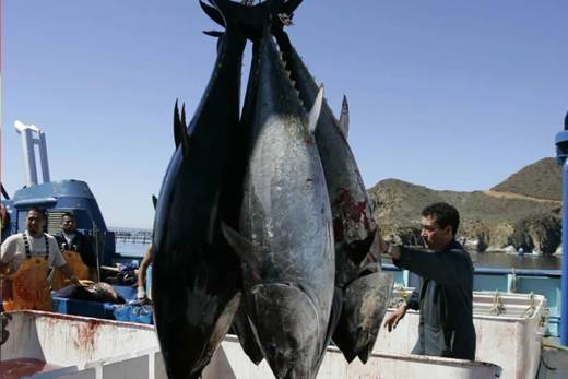 Angola perde anualmente 211 milhões de euros com a pesca ilegal