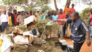 Polícia Nacional destrói 70.000 plantas de canábis cultivadas por congoleses