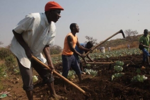 França financia agricultura angolana com 79 milhões de euros